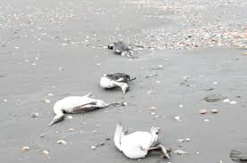 images (20)