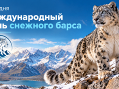 23 октября — Международный день снежного барса